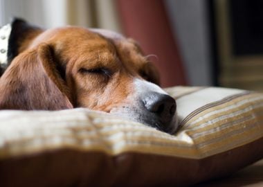 Beagle Dog Sleeping