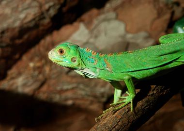 Green Tropical Lizard In T