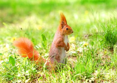 Cute Orange Squirrel Stand