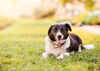 Happy Dog Lying In Green G