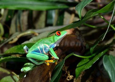 RedEye Frog Agalychnis Ca