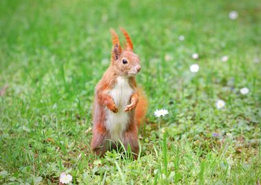 Squirrel Standing On The G