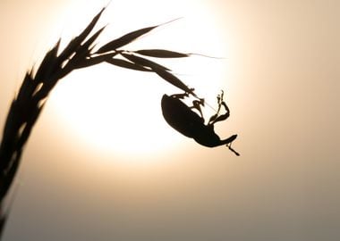 Close Up Of Beetle Sitting