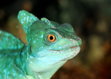 Colorful Green Lizard Clos