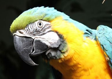 Macaw parrot