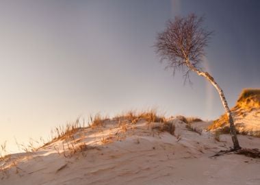 Dunes At Sunrise Landscape