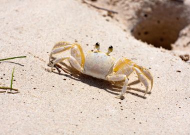 Tropical Crab