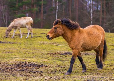 Przewalski Horse Portrait