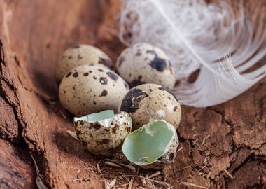 Broken Quail Egg With Feat