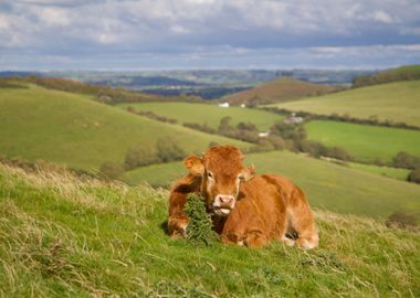 Big Brown Cow Lying In A F