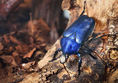 Flower Chafers Or Flower S