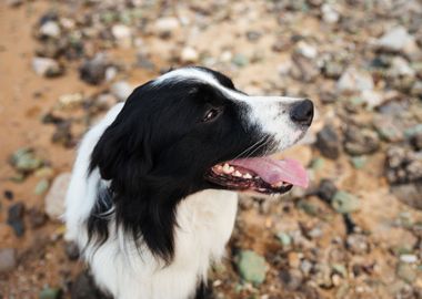 Dog Sitting On The Seaside