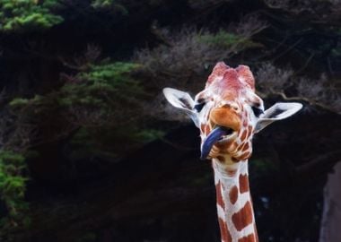 Funny Giraffe