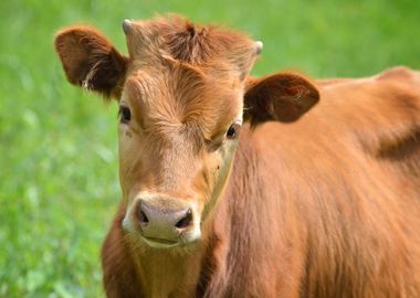 Calf Portrait At The Green