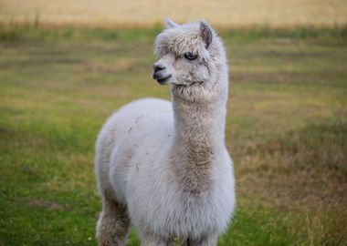 Alpaca On Farm