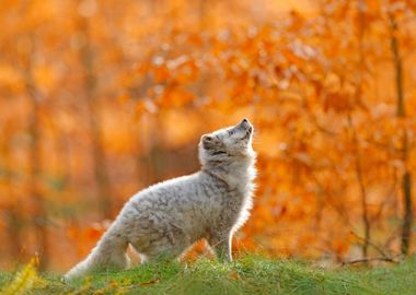 Arctic Polar Fox Running I