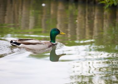 Mallard Ducks Swimming