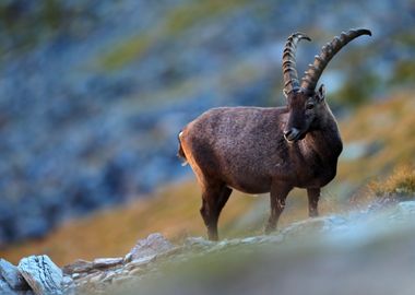 Antler Alpine Ibex Capra I