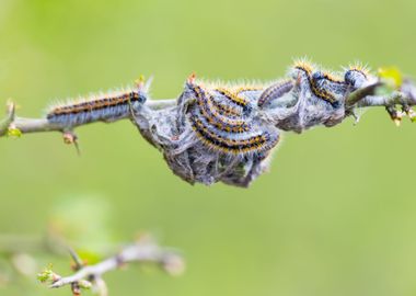 Tree Attacked By Caterpill