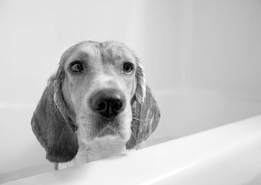 Beagle Bath Time