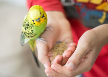 Kid Playing With His Pet P