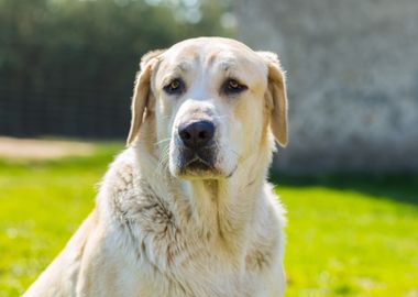 Big Dog Portrait