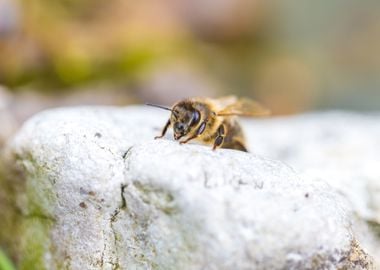 Honey Bee Sitting On Stone