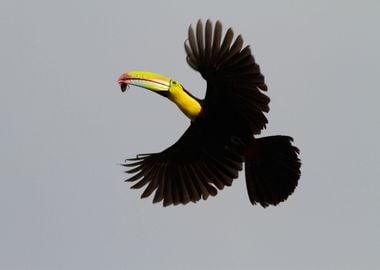 TOUCAN parrot