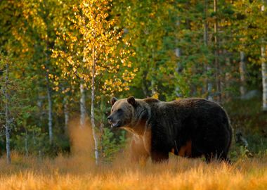 Autumn Wood With Bear Beau