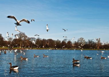 Ducks And Seagulls In Kens