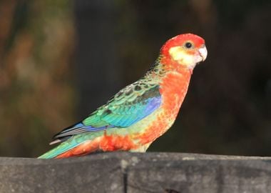 ROSELLA Parrot