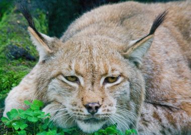 Lynx Portrait