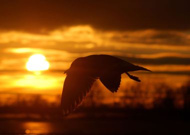 Bird At The Sunset