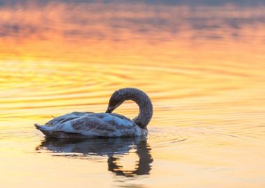 Swan Swimming In Lake In M