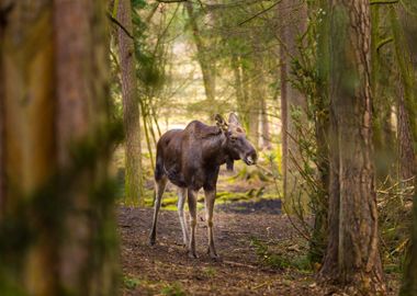 Moose Portrait Animal Face