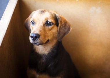 Dog In Shelter