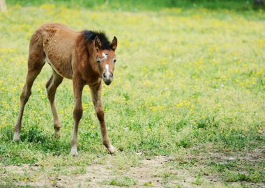 Baby Horse In Grass