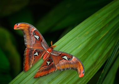 Beautiful Big Butterfly Gi