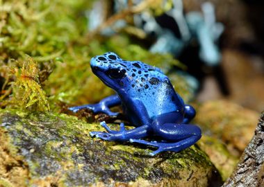 Frog In Terrarium