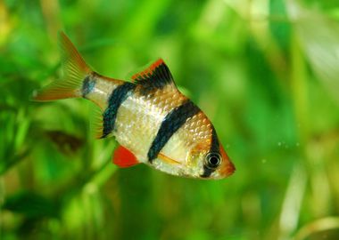 Tiger Barb Puntius Tetrazo