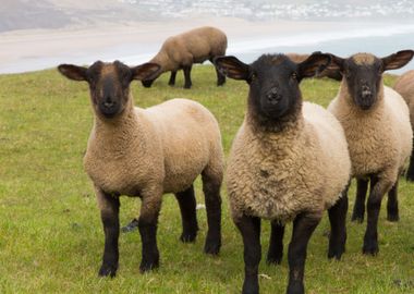 Group Of Sheep With Black 