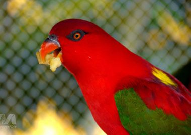 Brazilian Parrot