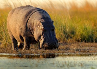 African Hippopotamus Hippo