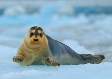 Bearded Seal On Blue And W