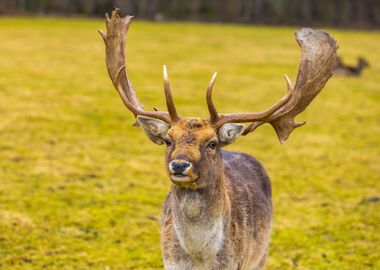 FallowDeer In Outdoor