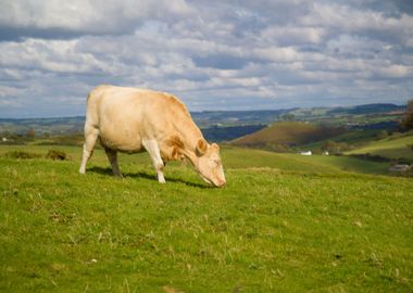 Cow Grazing In Green Field