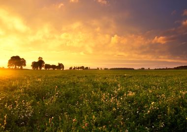 Trees And Sunset On Field