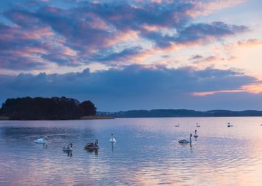 Lake Landscape With Swimmi