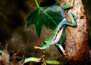 RedEye Tree Frog Agalychn