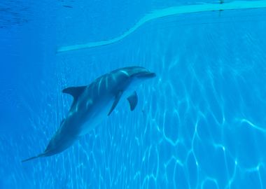 Dolphins Playing